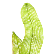 Aponogeton Madagascariensis bulbs — foliage detail | Newlands