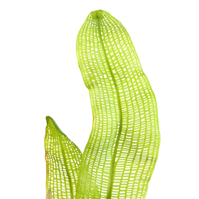 Aponogeton Madagascariensis bulbs — foliage detail | Newlands