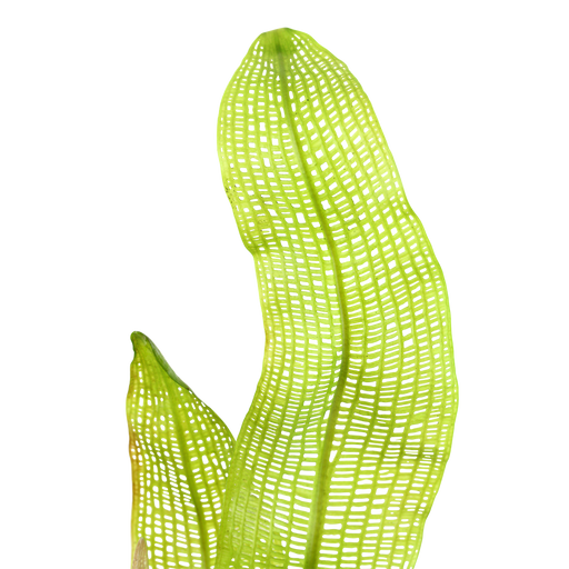 Aponogeton Madagascariensis bulbs — foliage detail | Newlands