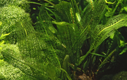 Aponogeton Madagascariensis bulbs — growing in a planted aquarium | Newlands