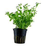 Bacopa Monnieri 'Compact' — plant appearance | Newlands