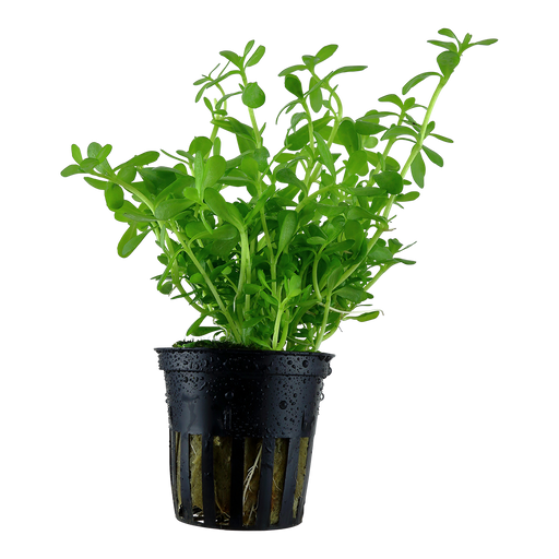 Bacopa Monnieri 'Compact' — plant appearance | Newlands