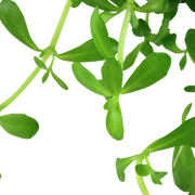 Bacopa Monnieri 'Compact' — foliage detail | Newlands