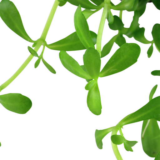 Bacopa Monnieri 'Compact' — foliage detail | Newlands