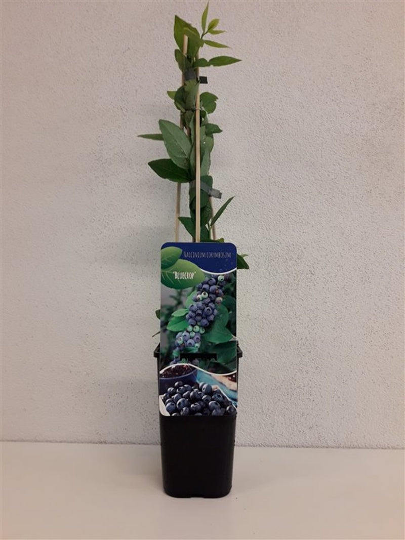 Bluecrop blueberry plant, Vaccinium corymbosum, in a 2 litre pot