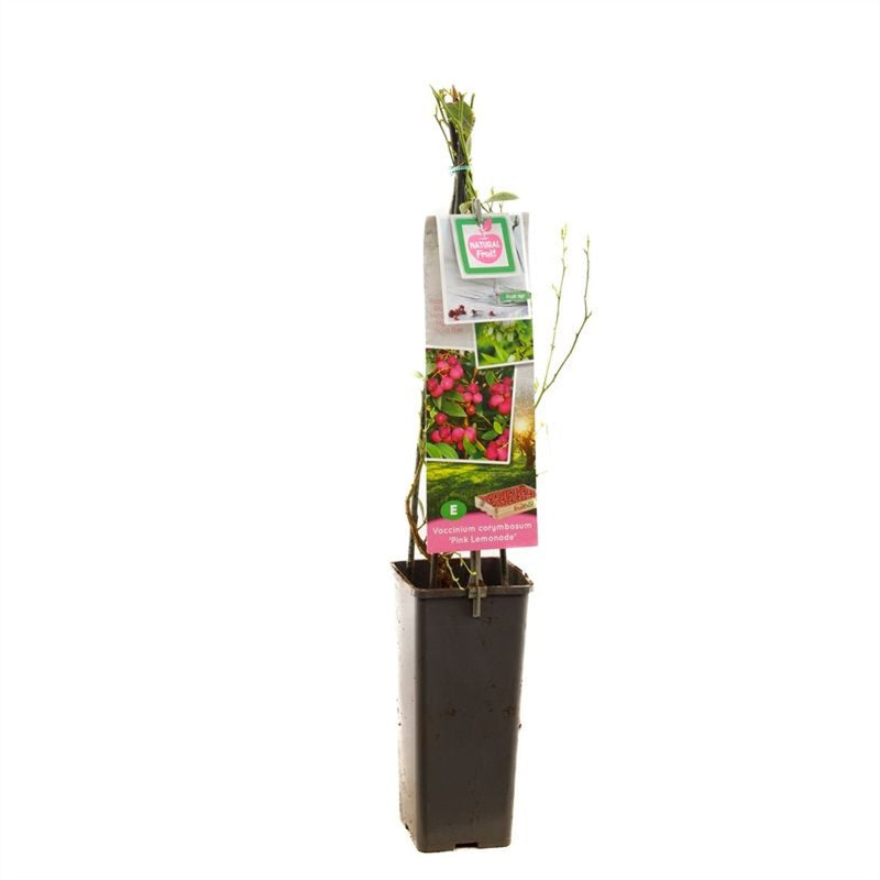 Pink Lemonade blueberry plant in a 1.7 litre pot