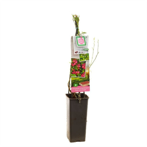 Pink Lemonade blueberry plant in a 1.7 litre pot