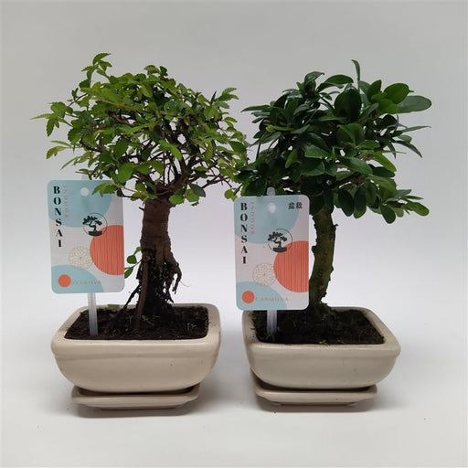 Bonsai mix in a 12cm ceramic pot