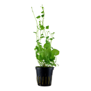 Cardamine Iyratta Potted — plant appearance | Newlands