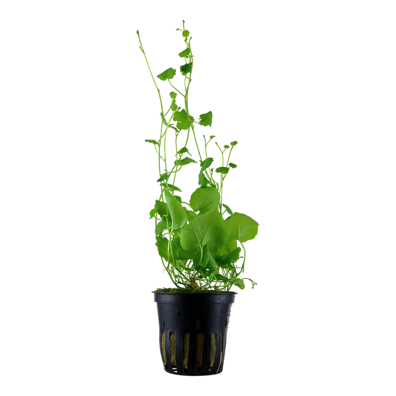 Cardamine Iyratta Potted — plant appearance | Newlands