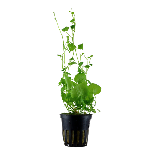 Cardamine Iyratta Potted — plant appearance | Newlands