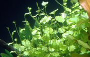 Cardamine Iyratta Potted — growing in a planted aquarium | Newlands