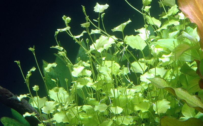 Cardamine Iyratta Potted — growing in a planted aquarium | Newlands