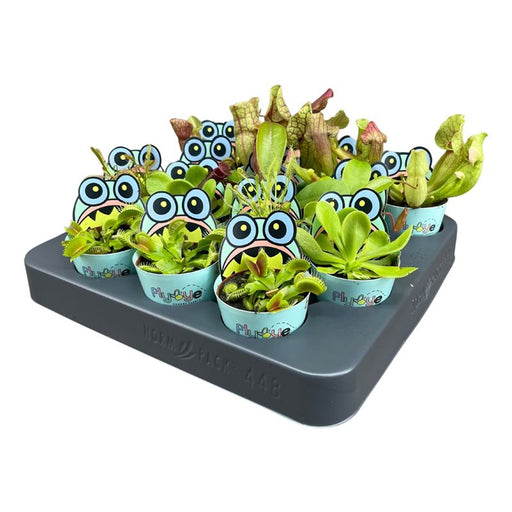 Assorted carnivorous plants in 5.5cm pots with decorative covers