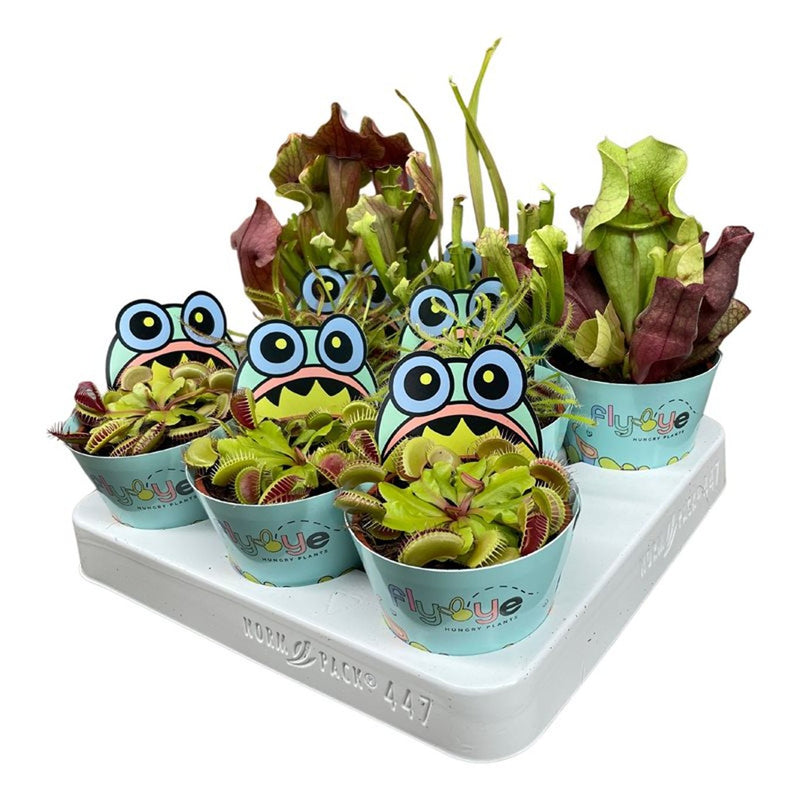 Assorted carnivorous plants in 8.5cm pots with decorative covers