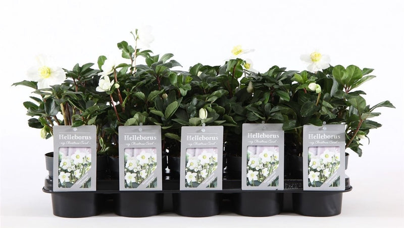 Christmas Carol hellebore with white flowers in a 12cm pot