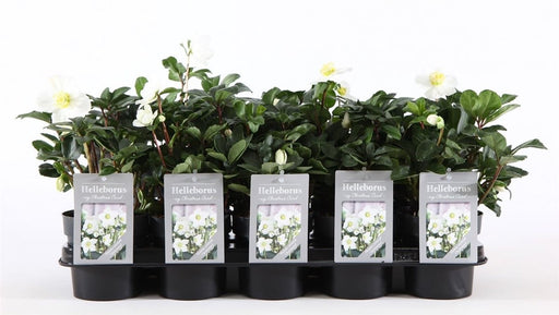 Christmas Carol hellebore with white flowers in a 12cm pot