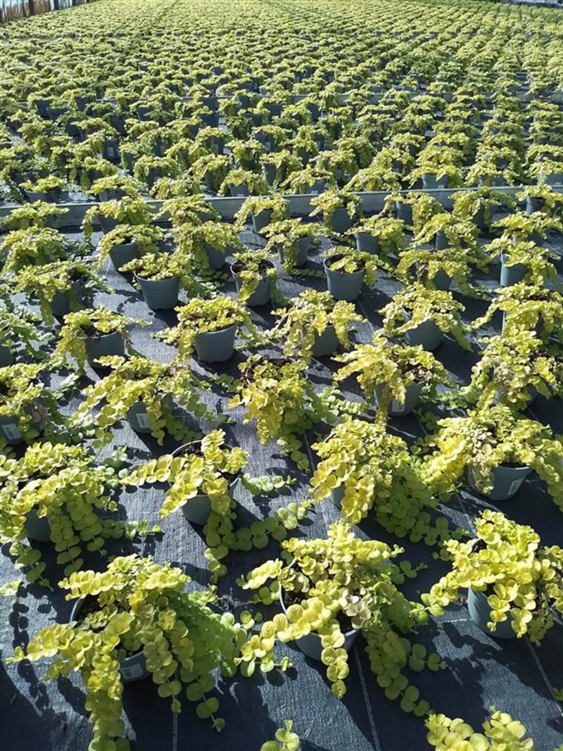 Creeping Jenny, Lysimachia nummularia, in an 11cm pot