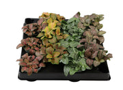 Assorted Fittonia nerve plants in 6cm pots