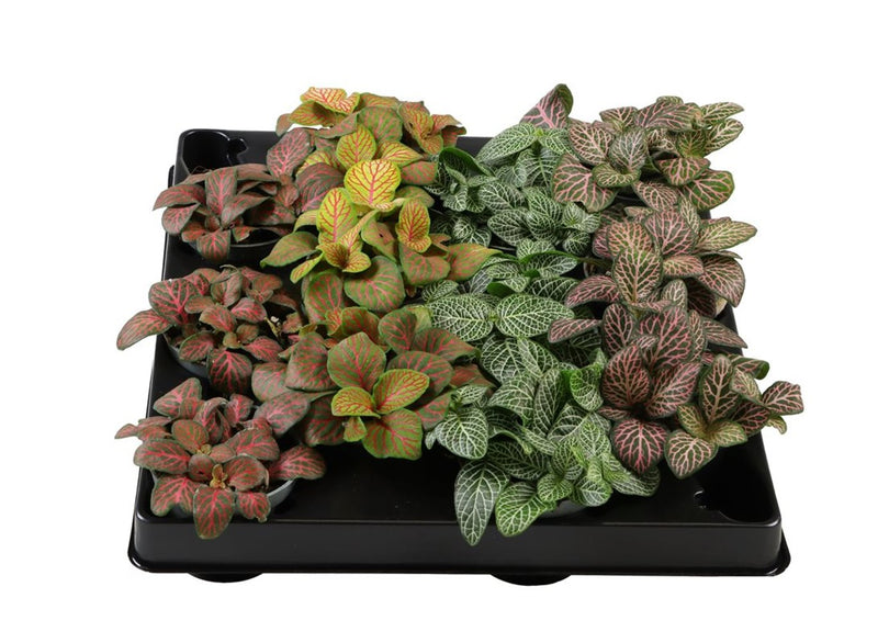 Assorted Fittonia nerve plants in 6cm pots