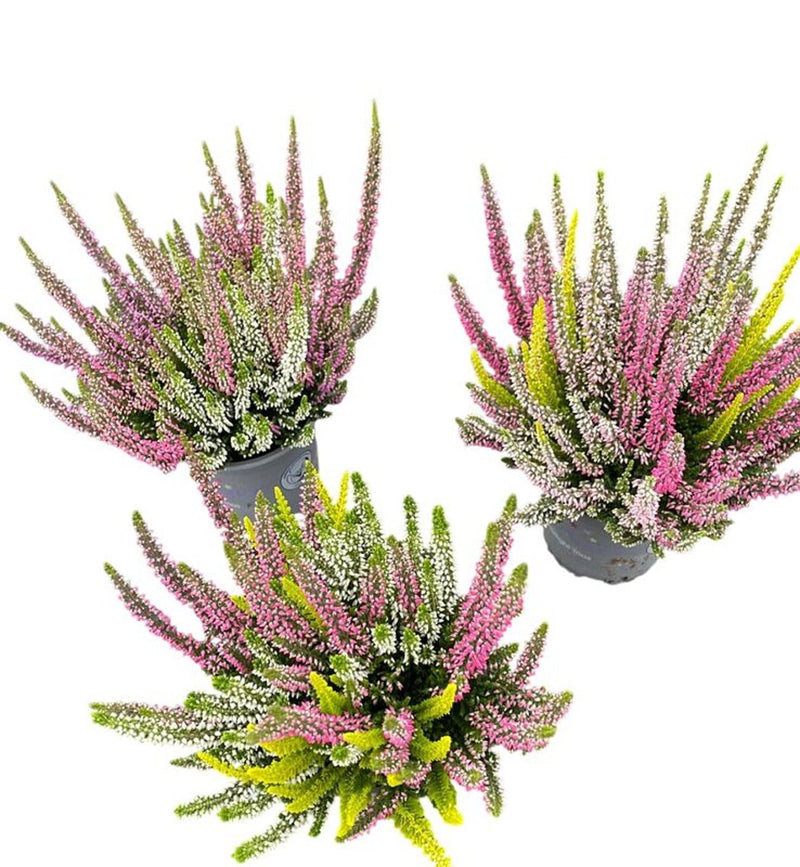 Beauty Ladies Trio heather with three colours in a 10.5cm pot