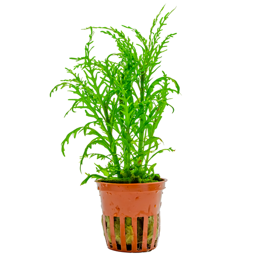 Hygrophila odora 'Difformis' — plant appearance | Newlands