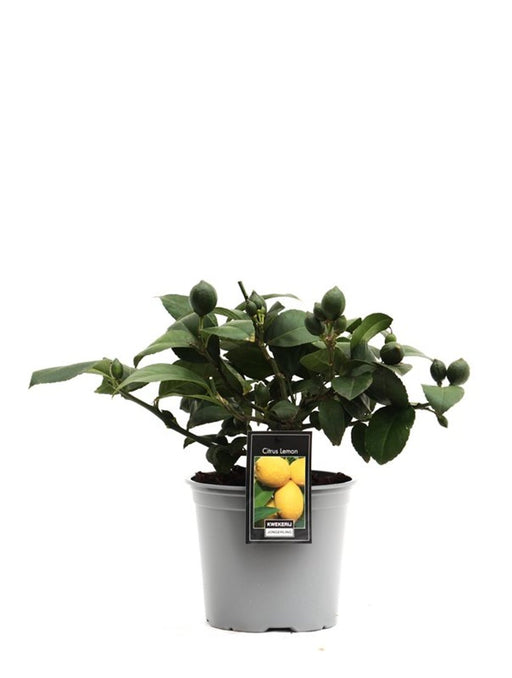 Lemon tree with fruit in a 15cm pot