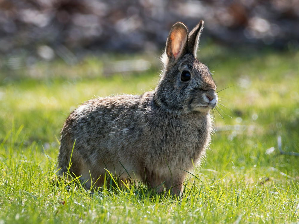 Small Animal Food