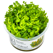 Rotala indica 'Bonsai' — plant appearance | Newlands