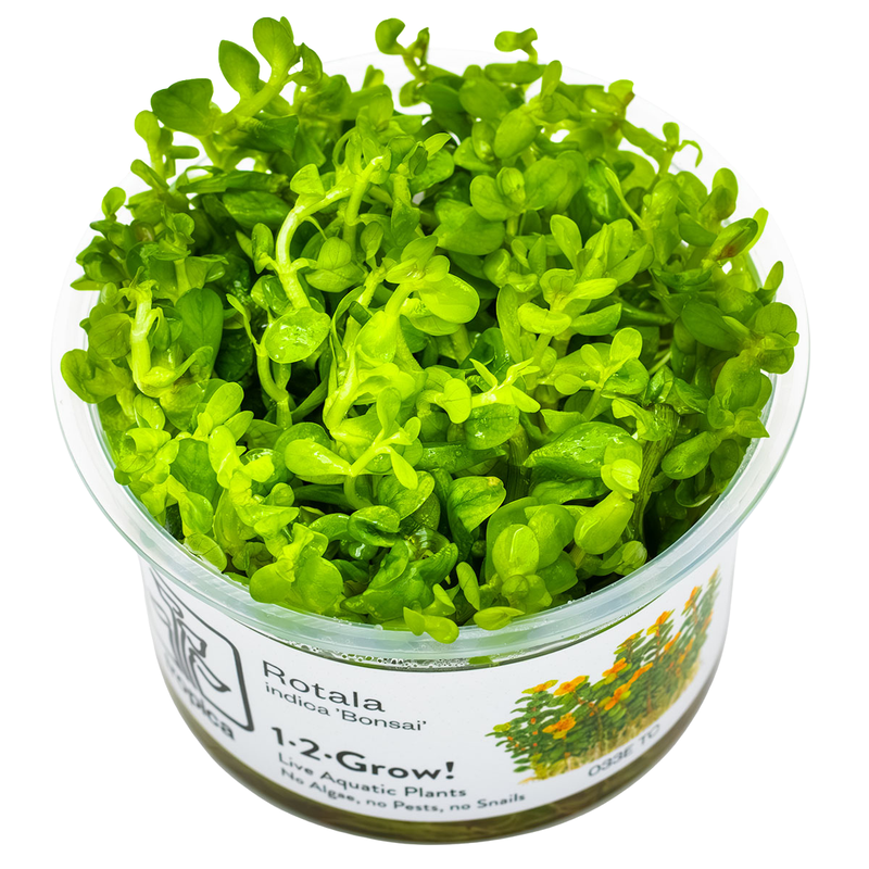 Rotala indica 'Bonsai' — plant appearance | Newlands