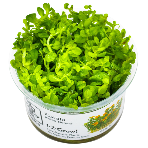 Rotala indica 'Bonsai' — plant appearance | Newlands