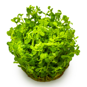 Rotala indica 'Bonsai' — plant foliage | Newlands