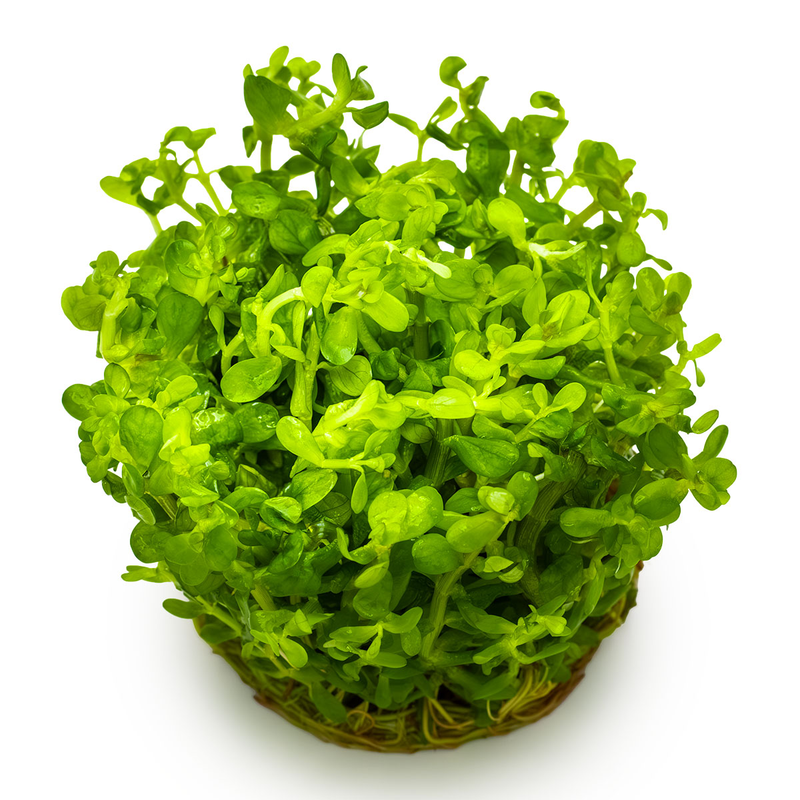 Rotala indica 'Bonsai' — plant foliage | Newlands