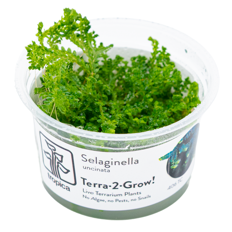 Selaginella Uncinata — plant appearance | Newlands