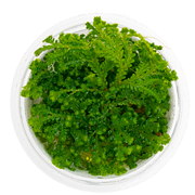 Selaginella Uncinata — foliage detail | Newlands