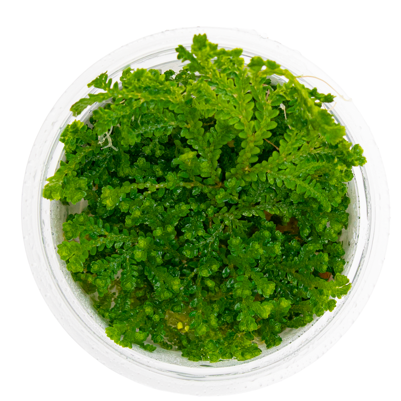 Selaginella Uncinata — foliage detail | Newlands