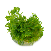 Selaginella Uncinata — plant foliage | Newlands