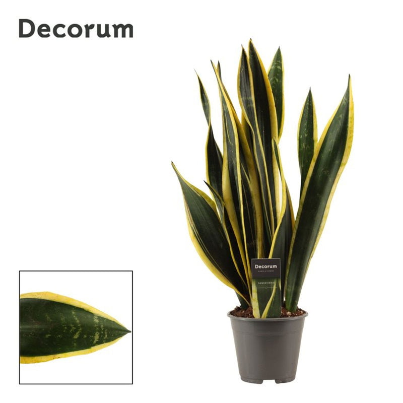 Black Gold snake plant with dark green leaves and golden margins in a 14cm pot