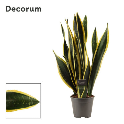 Black Gold snake plant with dark green leaves and golden margins in a 14cm pot