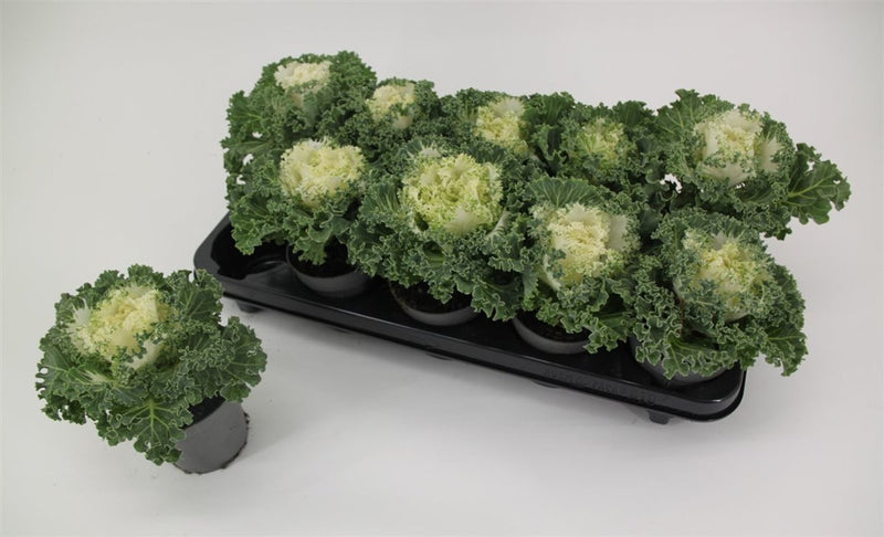 White ornamental kale with curly leaves in a 10.5cm pot