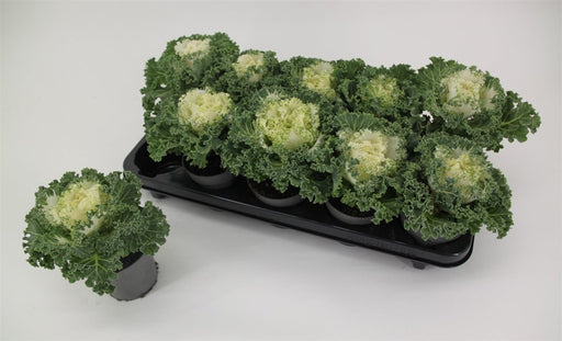 White ornamental kale with curly leaves in a 10.5cm pot