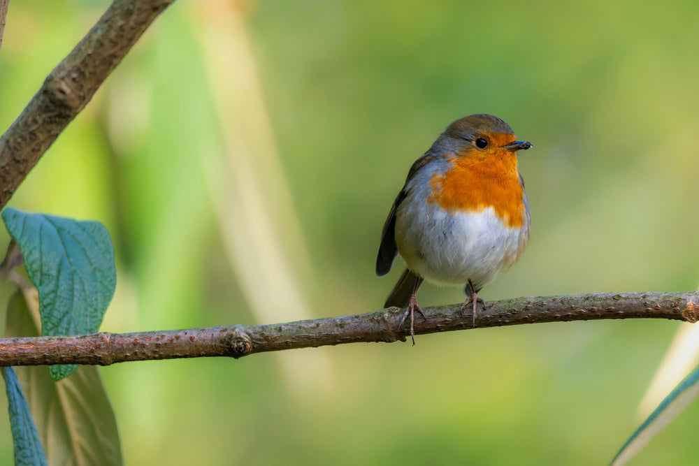 Wild Bird Food