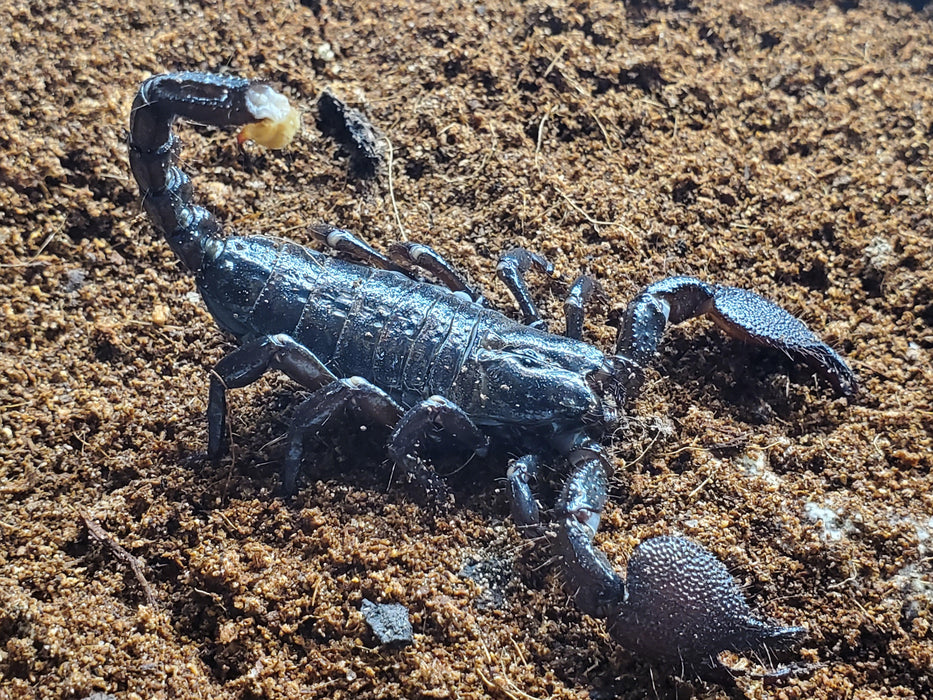 Cave Claw Scorpion | Pandipalpus viatoris