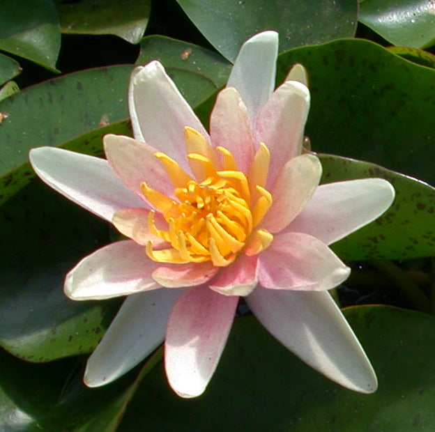 Nymphaea 'Sioux' (P11)