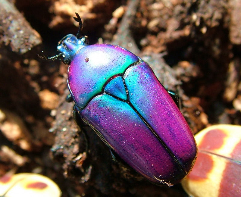 African Jewel Beetle (Chlorocala africana oertzeni)