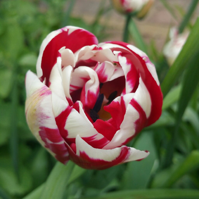 Tulip 'Carnaval De Nice' (5 Pack)