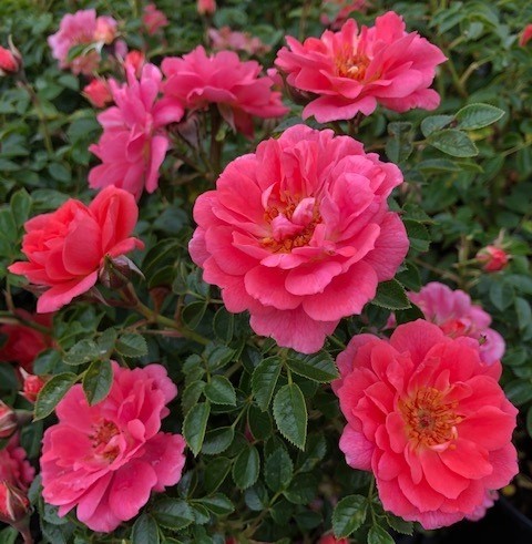 Rosa Onwards & Upwards Climbing Rose 10 Litre Jumbo Climber