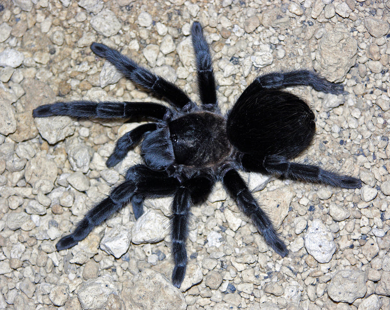 Mexican Black Velvet Tarantula | Tliltocatl (ex. Brachypelma) schroederi (S)
