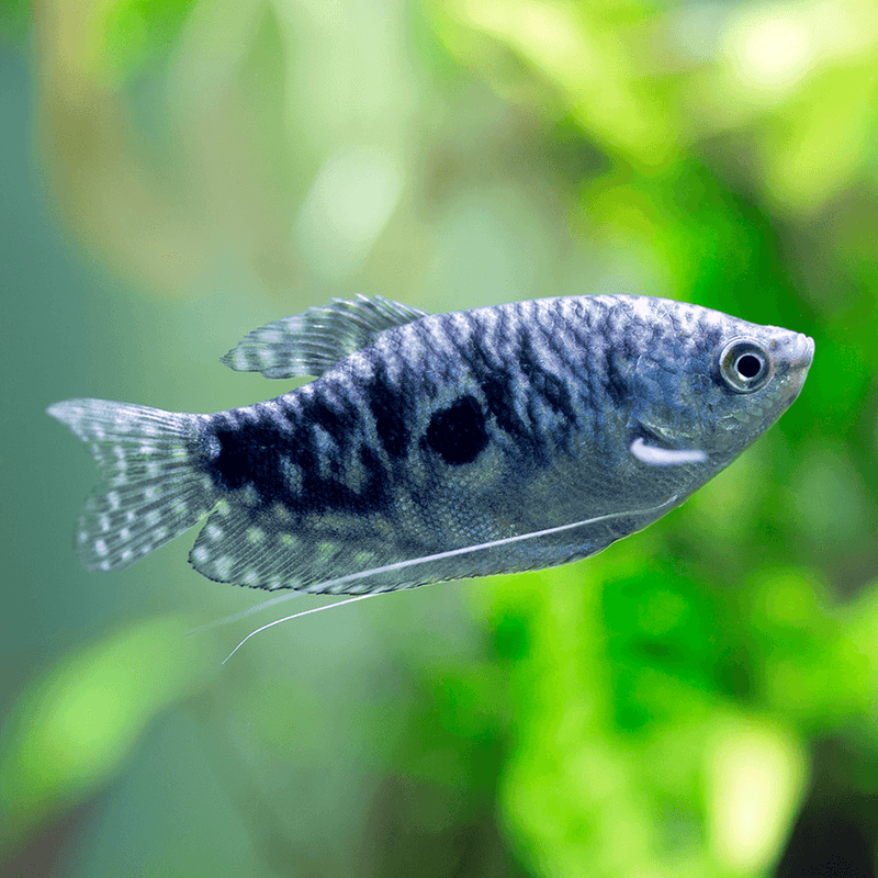 Opaline Gourami Medium