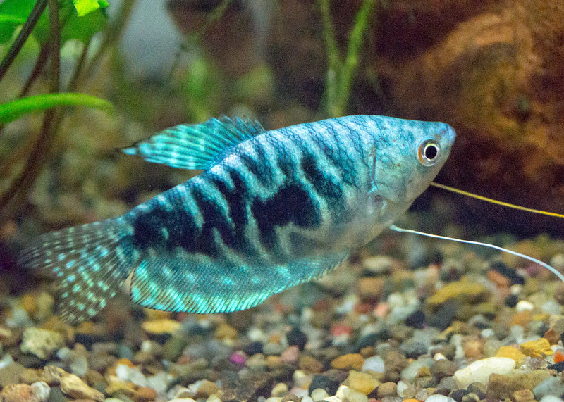 Opaline Gourami Medium
